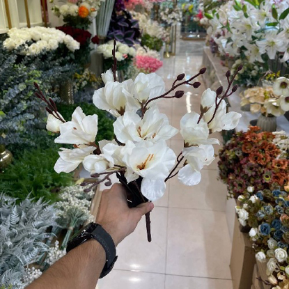 تصویر از بوته آلستر