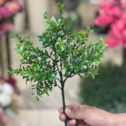تصویر از بوته اناری سبز
